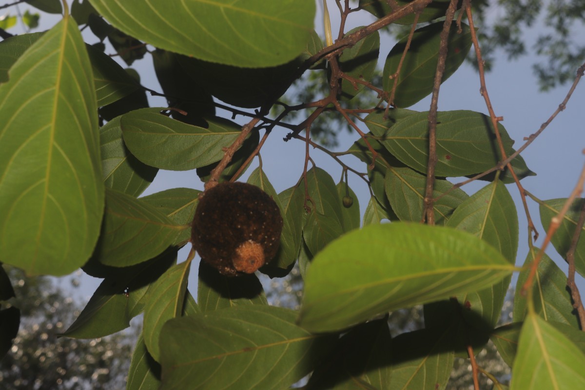 Hydnocarpus pentandrus (Buch.-Ham.) Oken